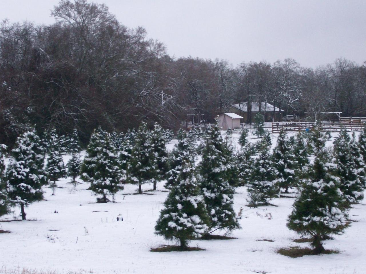 Kelumac Christmas Tree Farm B&B Bryan Extérieur photo