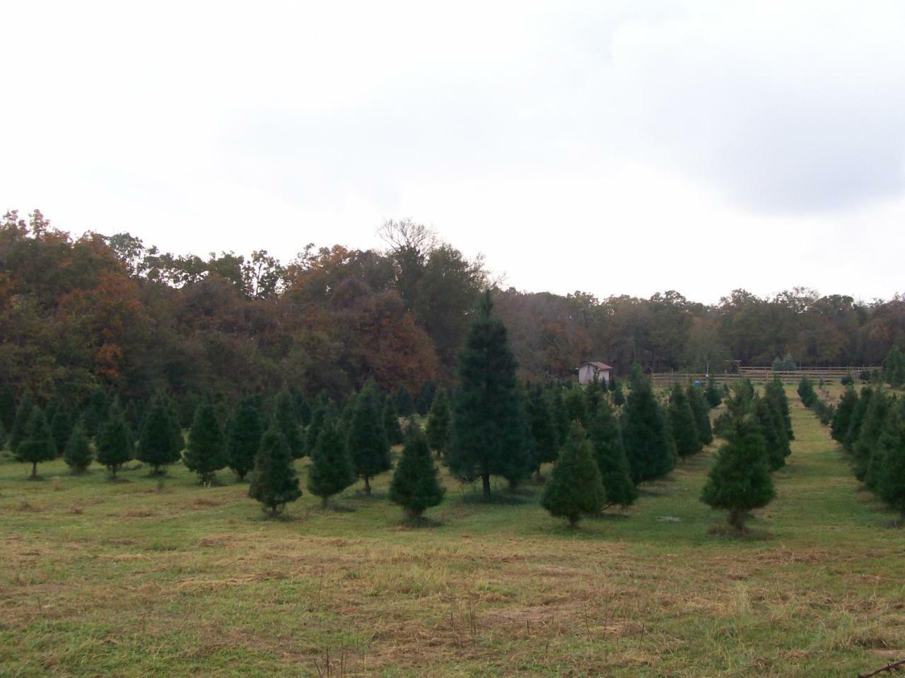 Kelumac Christmas Tree Farm B&B Bryan Extérieur photo